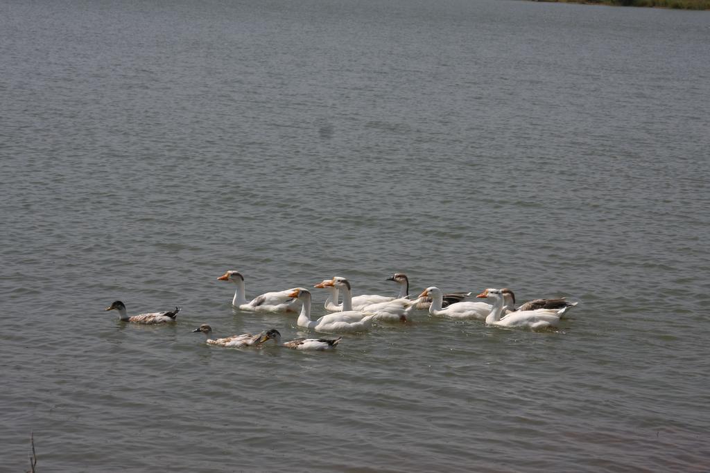 Juesta Lake Nahargarh Palace, Chittorgarh Pārsoli Eksteriør billede